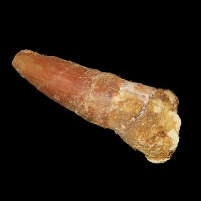 Sale Photo Thumbnail #570: Spinosaurus Tooth Fossil, Upper Cretaceous, Egypt, 112-72 Million Years Old