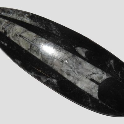 Sale Photo Thumbnail #266: 5 1/4" Polished Orthoceras Fossil, Atlas Mountains, Morocco