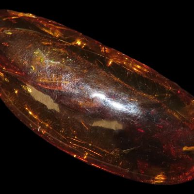 Sale Photo Thumbnail #566: Fossil Amber, Europe, Ex. Private Pennsylvania Collection