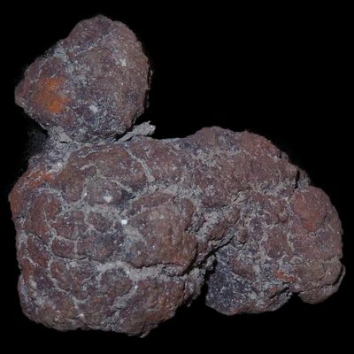 Sale Photo Thumbnail #605: Coprolite Fossils, Madagascar