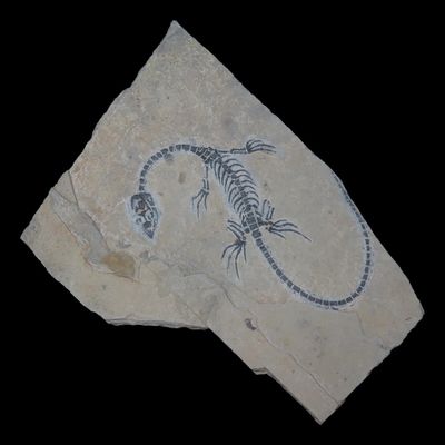 Sale Photo Thumbnail #282: 5 1/2" x 4 1/16" Keichousaurus Hui Fossil, Guizhou Province, China