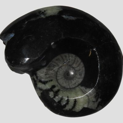 Sale Photo Thumbnail #278: 2 7/8" Fossil Ammonite, Paleozoic to Mesozoic Era