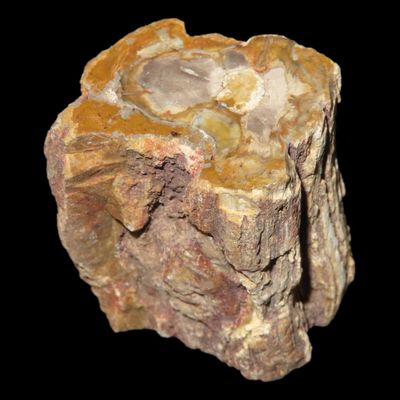 Sale Photo Thumbnail #579: 1 5/8" Petrified Wood, Polished