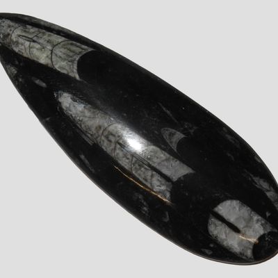 Sale Photo Thumbnail #611: Polished Orthoceras Fossil, Atlas Mountains, Morocco, Reported 400 Million Years Old, Devonian Period