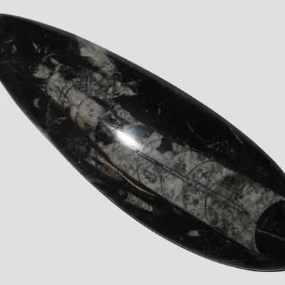 Sale Photo Thumbnail #656: Polished Orthoceras Fossil, Atlas Mountains, Morocco, Reported 400 Million Years Old, Devonian Period