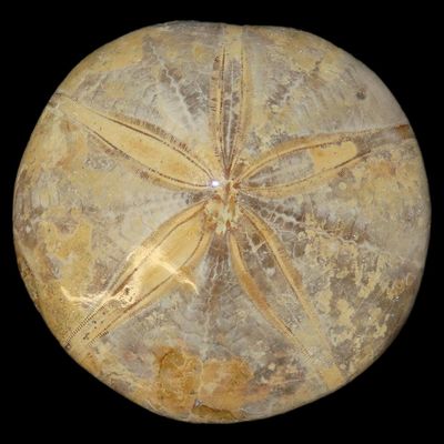 Sale Photo Thumbnail #270: 3 1/2" Sea Urchin / Starfish Fossil, Madagascar, Jurassic Period