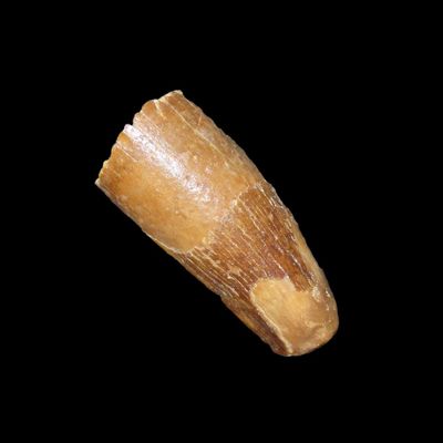 Sale Photo Thumbnail #650: Spinosaurus Tooth Fossil, Upper Cretaceous, Egypt, 112-72 Million Years Old