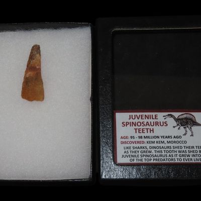 Sale Photo Thumbnail #590: Juvenile Spinosaurus Tooth, Morocco, Display Frame