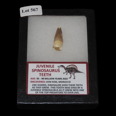 Sale Photo Thumbnail #567: Juvenile Spinosaurus Tooth, Morocco, Display Frame