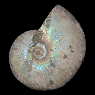 Sale Photo Thumbnail #614: Ammonite Fossil, Madagascar, Reported 240-66 Million Years Old, Devonian to Cretaceous