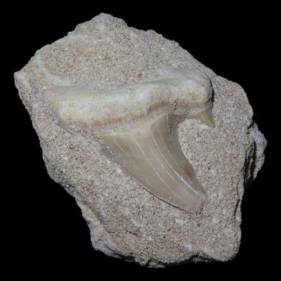 Sale Photo Thumbnail #586: Fossil Shark Tooth in Matrix