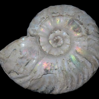 Sale Photo Thumbnail #283: 3 1/2" Ammonite Fossil, Madagascar