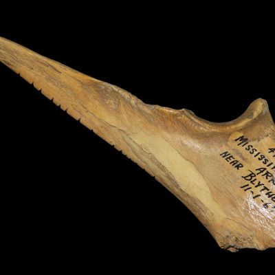 Sale Photo Thumbnail #190: 5 1/2" Trigger Bone Awl, Mississippi Co., Arkansas, Near Blytheville, Tally Marks, Found 11-1-1967, Ex. Charles Wesley Collection