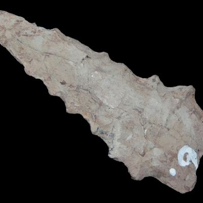 Sale Photo Thumbnail #525: 2 7/8" Kirk Serrated, Tennessee, Tip Restored, Ex. Walt McIntire Collection