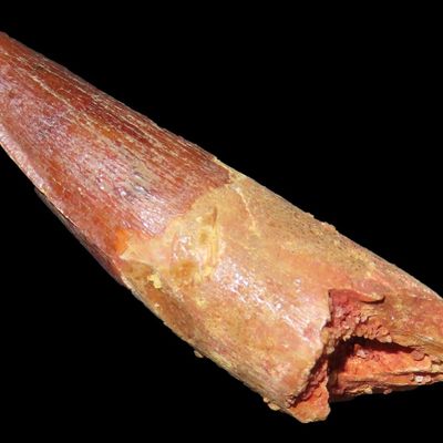 Sale Photo Thumbnail #584: Spinosaurus Tooth Fossil, Upper Cretaceous, Egypt, 112-72 Million Years Old