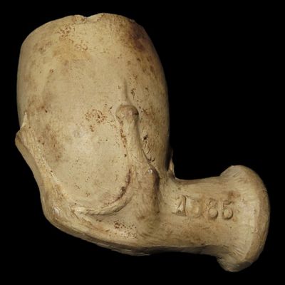 Sale Photo Thumbnail #722: 1 1/4" Early Kaolin Trade Pipe, Eagle Claw Style, Stamped 1585, D.C.