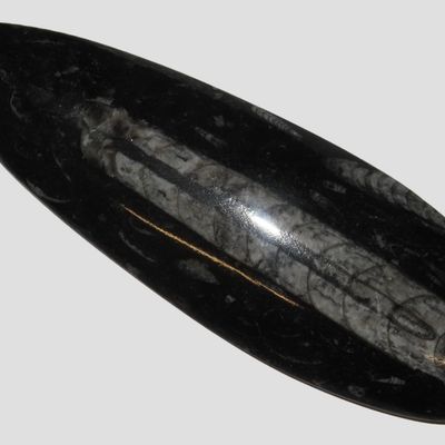 Sale Photo Thumbnail #626: Polished Orthoceras Fossil, Atlas Mountains, Morocco, Reported 400 Million Years Old, Devonian Period