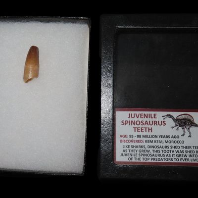 Sale Photo Thumbnail #619: Juvenile Spinosaurus Tooth, Morocco, Display Frame