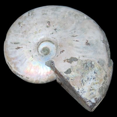 Sale Photo Thumbnail #594: Ammonite Fossil, Madagascar, Reported 240-66 Million Years Old, Devonian to Cretaceous