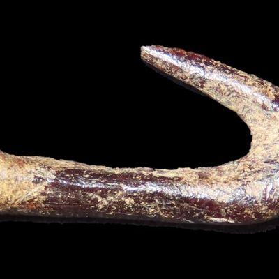 Sale Photo Thumbnail #188: 13/16" Bone Fish Hook, Dickey COA, Probably Northern Alabama or Western Tennessee River Valley, Ex. Charles Cataldo Collection