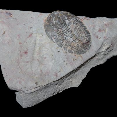 Sale Photo Thumbnail #280: 3" Elrathia Kingii Trilobite Fossil, Wheeler Shale Formation, Utah