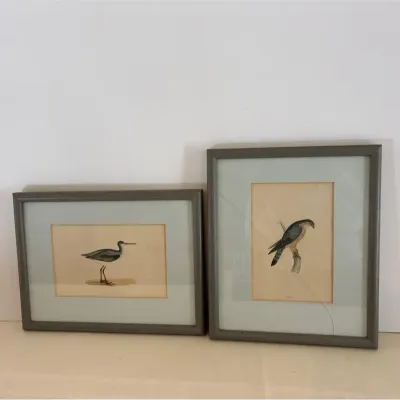 History of British Birds