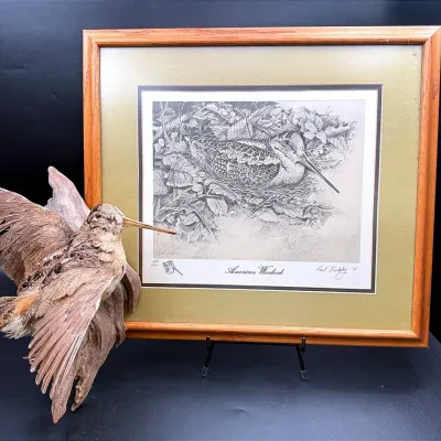 Pencil Drawing “American Woodcock” By Karl Badgley & A Mounted American Woodcock