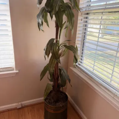 Tall dracaena floor plant in pot