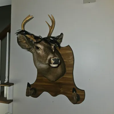 Small Mounted Buck