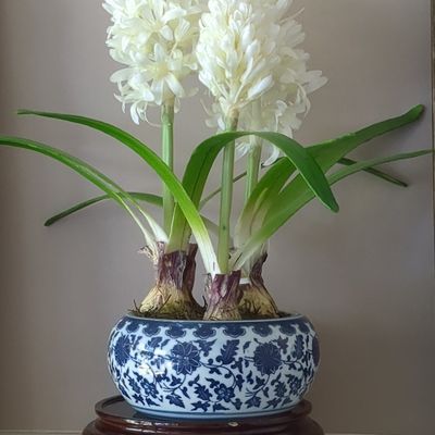 Blue and White Porcelain Narcissus Bowl with Artificial Hyacinths
