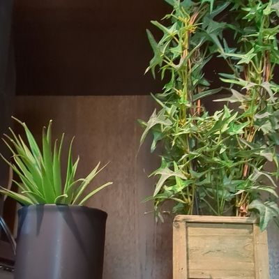 Artificial Succulent and Ivy Plant Set