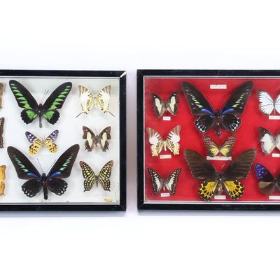 Sale Photo Thumbnail #278: Two Framed Taxidermy Collections of Tropical and Asian Butterfly Specimens