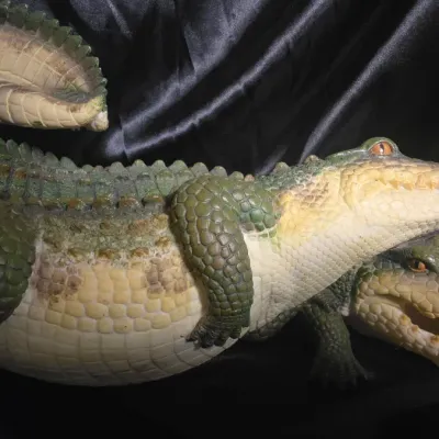Large Realistic Alligator Crocodile Figurine Sculpture Wildlife Reptile Decor