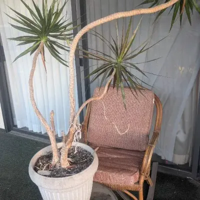 Mature Dracaena Marginata, Vintage Rattan and Bamboo Rocking Chair, Side Table 