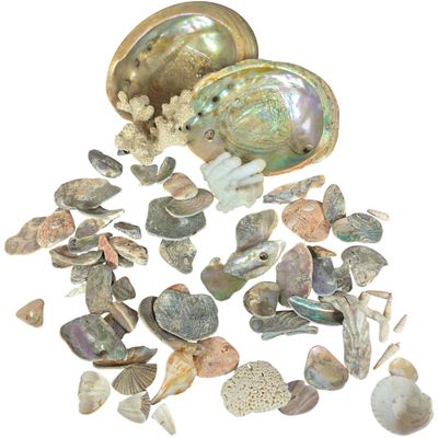 Sale Photo Thumbnail #430: A Collection of Marine Specimens Including Abalone Shells and Coral