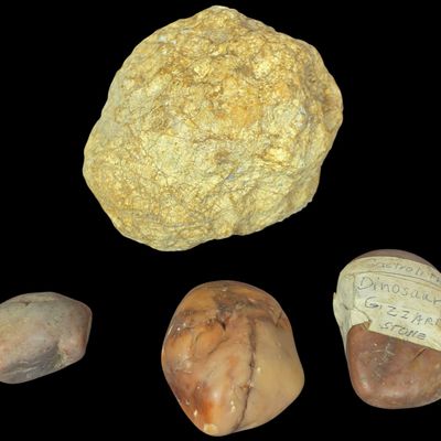 Sale Photo Thumbnail #798: A Collection of Four Fossilized Dinosaur Gastroliths