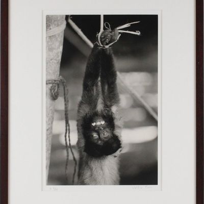 Sale Photo Thumbnail #140: Valdir Cruz, Brazilian 1954-, Monkey, Gelatin Silver Print, Selenium Toned