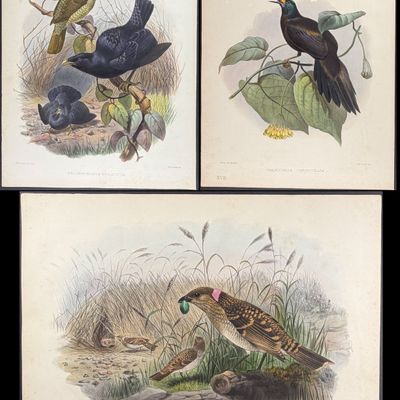 Elliot - 3 Bird Lithographs: Bower-Birds & Bird of Paradise
