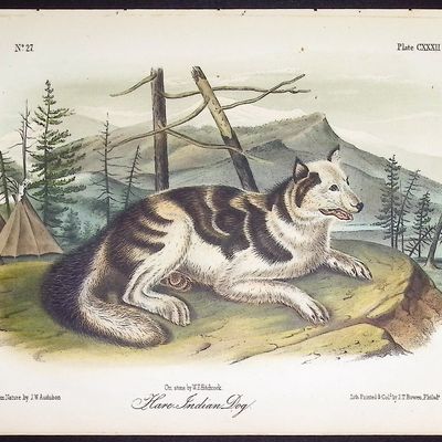 Audubon - Hare Indian Dog. 132