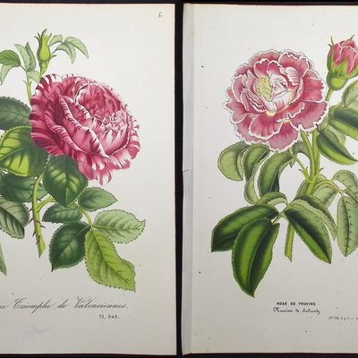 Van Houtte - 4 Rose Prints