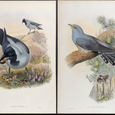 Gould, Great Britain - 5 Bird Lithographs