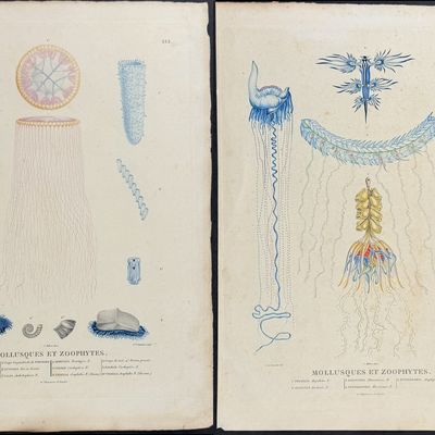 Peron & Freycinet - 3 Jellyfish Engravings