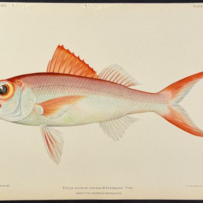 Bien, Hawaii - Red Snapper [Etelis Evurus]