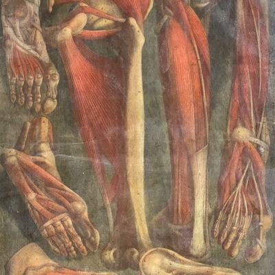 Gautier D'Agoty, Large Folio - Leg & Feet Skeletons & Muscles
