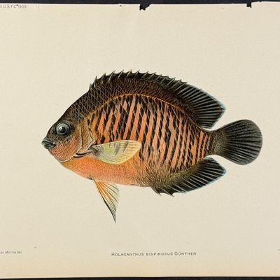 Bien, Hawaii - Twospined Angelfish [Holacanthus Bispinosus]
