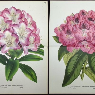 Van Houtte - 6 Rhododendron Prints