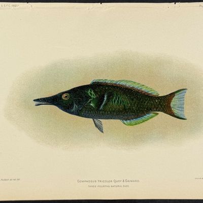 Bien, Hawaii - Bird Wrasse [Gomphosus Tricolor]