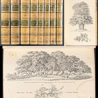 Loudon's ..Trees and Shrubs of Britain - 8 Volumes with 412 Engravings