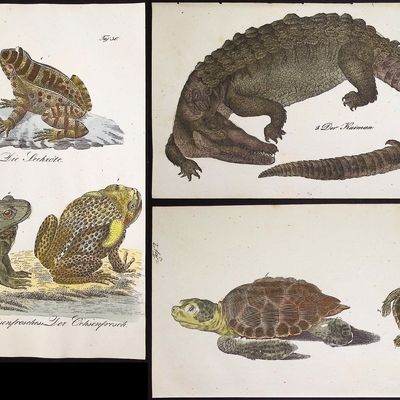 Reichenbach - 7 Reptile Lithographs: Turtles, Frog or Toads, Caiman Crocodile or Alligator