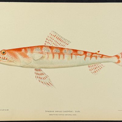 Bien, Hawaii - Ulae or Variegated Lizardfish [Synodus Varius]